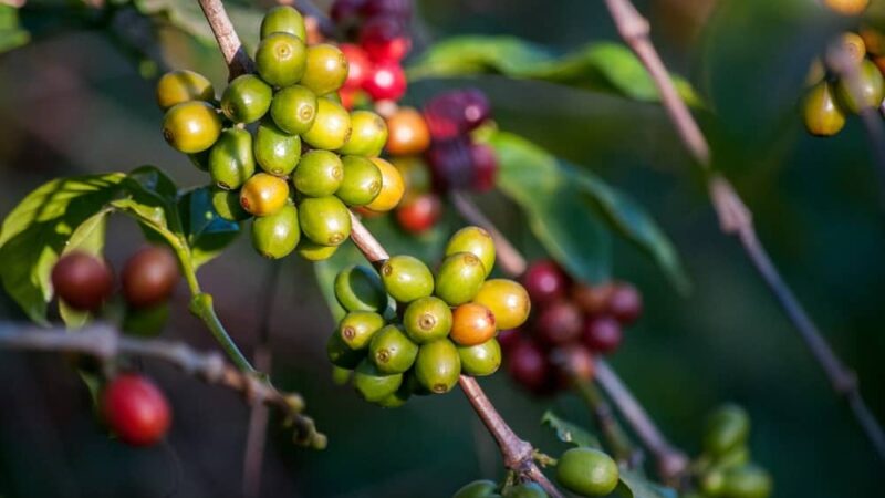 Czym charakteryzuje się zielona kawa mielona?