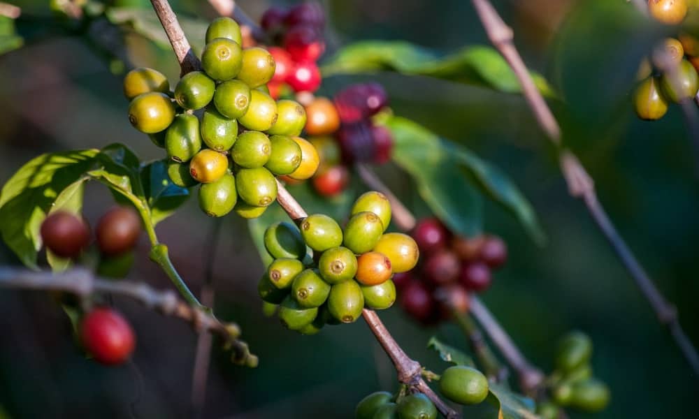 Czym charakteryzuje się zielona kawa mielona?